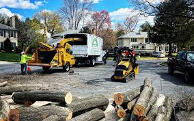 Best Tree Disease Treatment  in Rouses Point, NY