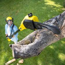 Reliable Rouses Point, NY Tree Care Services Solutions