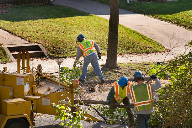 Best Stump Grinding and Removal  in Rouses Point, NY