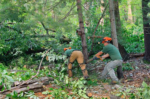 Best Lawn Grading and Leveling  in Rouses Point, NY