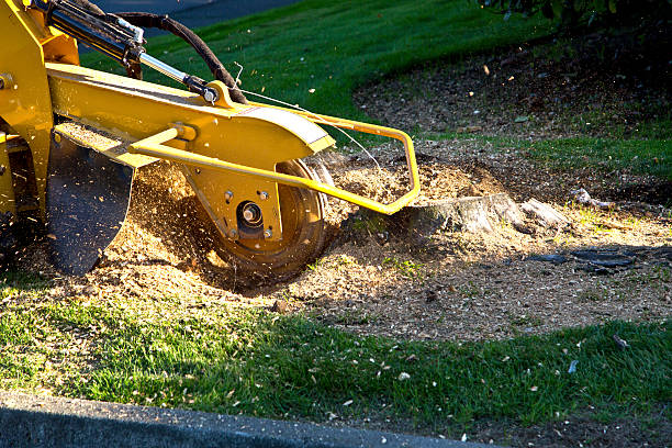 Best Emergency Tree Removal  in Rouses Point, NY